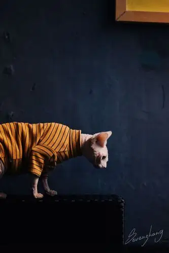 终于拍到了无毛猫帅气的比鲁斯大人