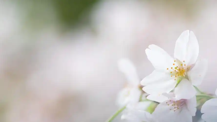 一组清新唯美花卉图片壁纸分享                    图片壁纸尽在美桌