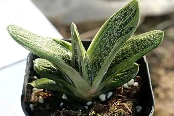 多肉卧牛外形憨厚,生长速度慢,但繁殖方式非常多样化