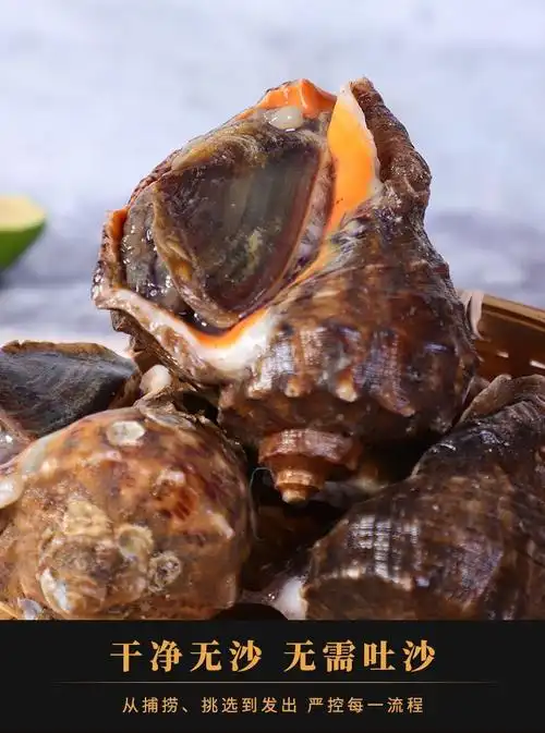鲜活海螺海螺青岛大海螺小海螺大响螺大香螺海洋水产鲜活螺类每斤1013
