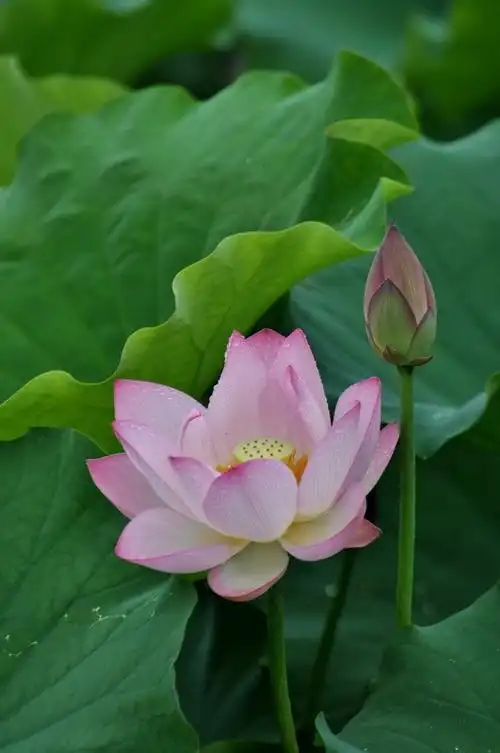 六月荷花相映红——雨后荷花一组