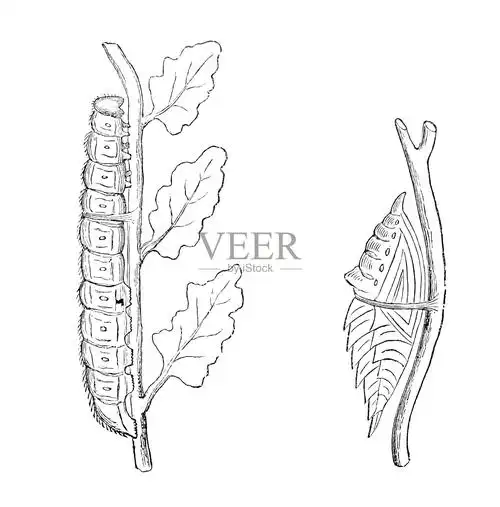 粉蝶和蝶蛹的变态阶段插画图片素材