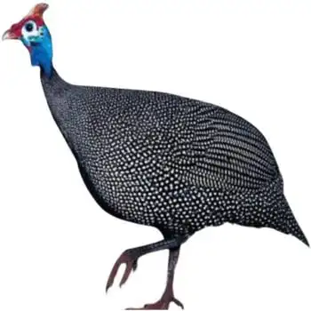 自家散养超大珍珠鸡3斤多即将下蛋的真珠鸡活体到家包活 珍珠鸡1只