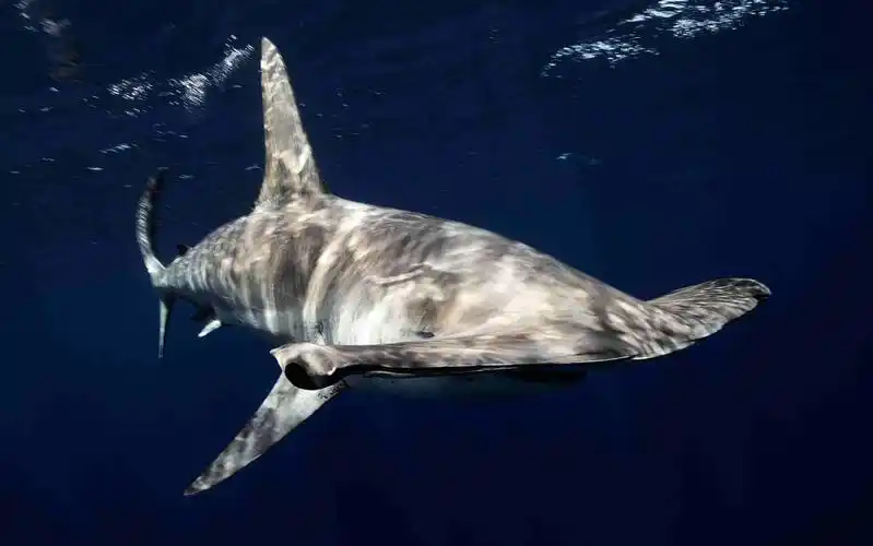 p>锤头双髻鲨(学名: i>sphyrna zygaena /i>)是双髻鲨科,双髻鲨属的