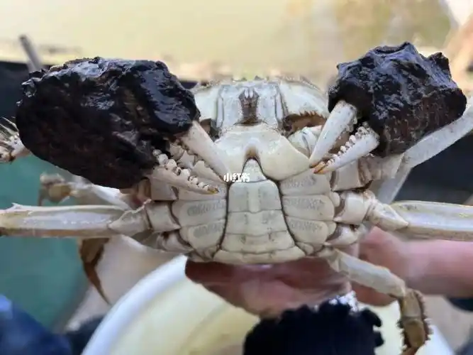 今日蟹王这就叫排面极限数量