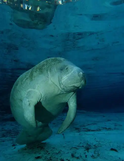 无人,竖图,水下,海洋,海牛,美国,自然,动物,摄影,北美,北美洲,美洲