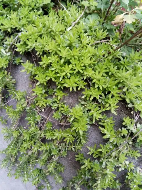 不育枝从茎的末端或基部长出,花枝高2-10cm,在花序下密被倒向或稍开展