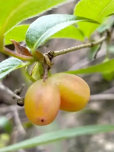 这颗丫巴果黄的很惹眼,不过想要摘下来吃的话,还是等红透了才好!