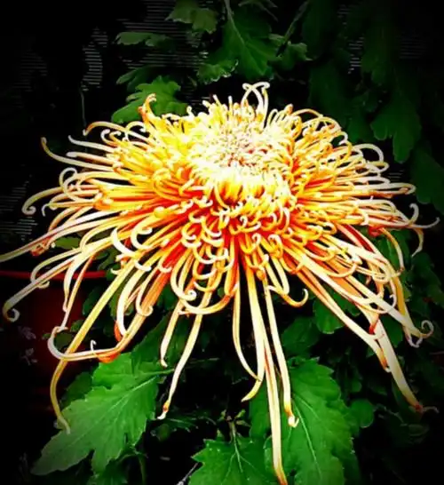 菊颂,一花一世界,牡丹有其艳丽,兰花有其名贵,菊花以傲霜著称于百花