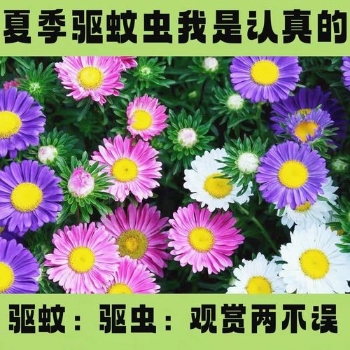 【除虫菊种子】防蚊驱虫草种籽多年生可切花室外阳台盆栽春秋季播