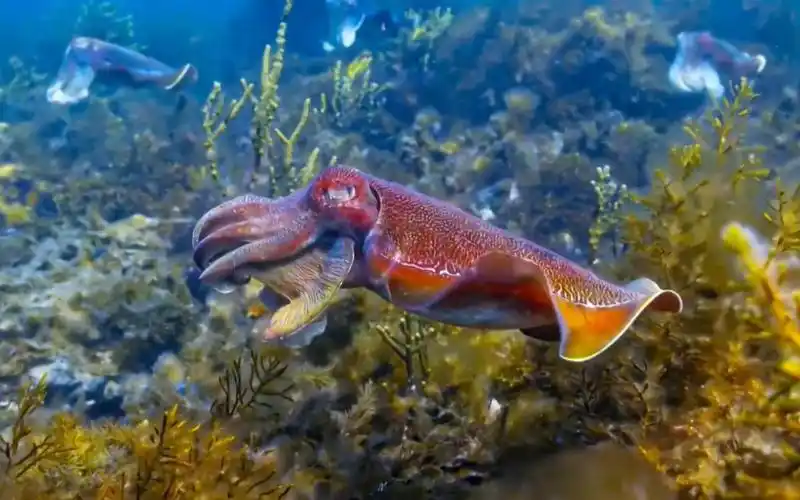 动物迷惑性行为头戴绿帽的伞膜乌贼