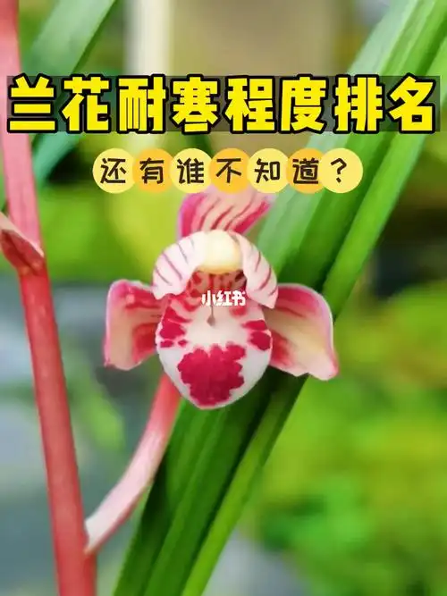 兰花耐寒程度大排名