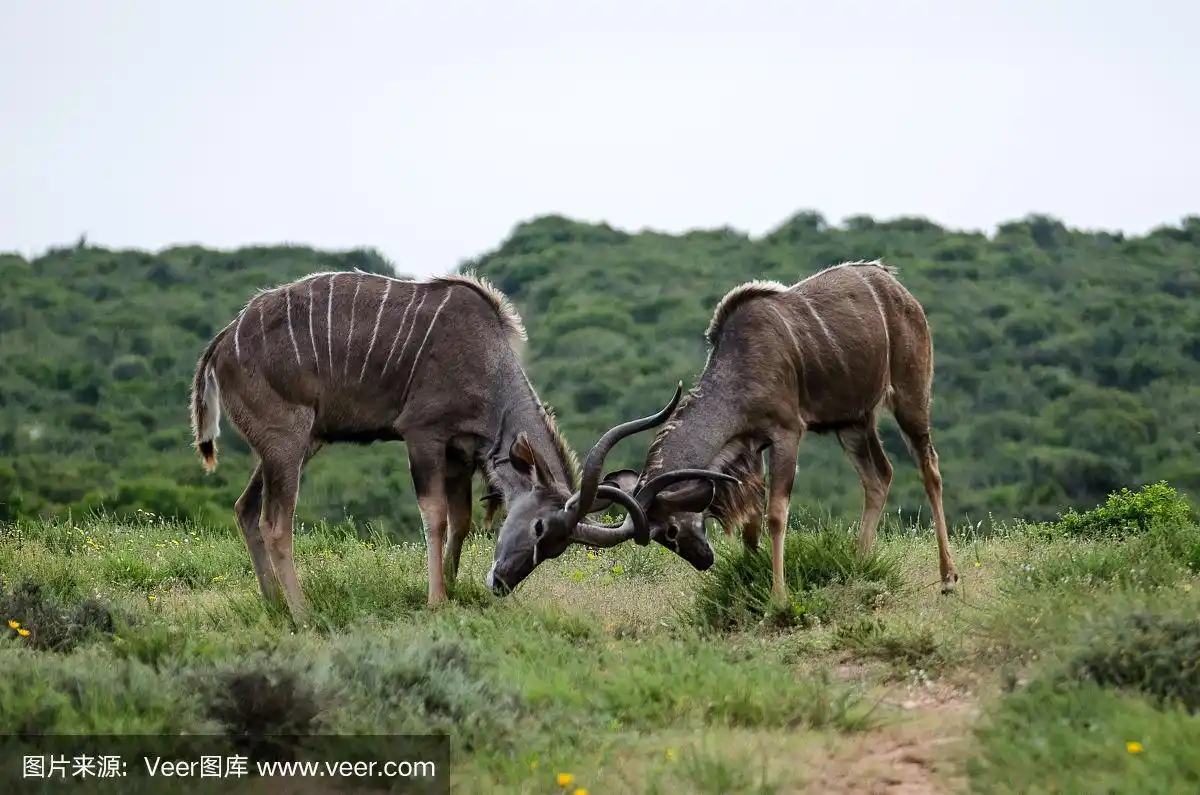 一对黑羚羊在打架