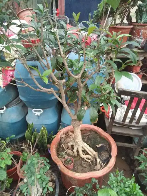 丹桂 百年桂花盆景