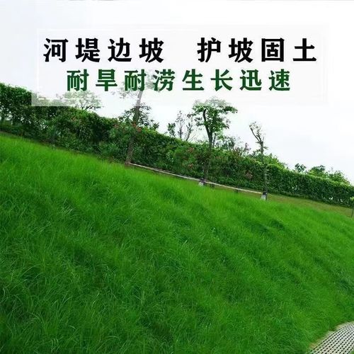 瑞蔬源草坪种子护坡耐寒四季青绿化工程别墅草种子/包衣混播草籽500g