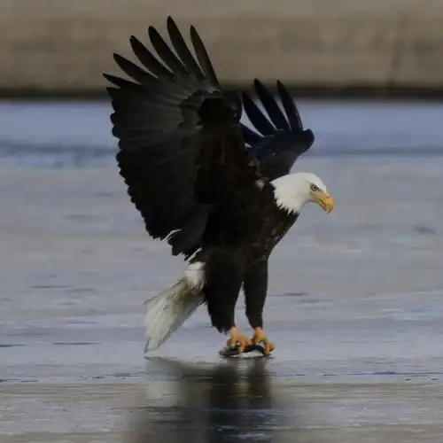 鸥鹭鹰聚捕鱼忙