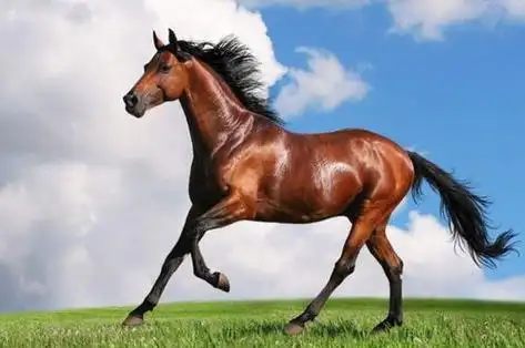 2021年属马人的财运,属马人2021年财运