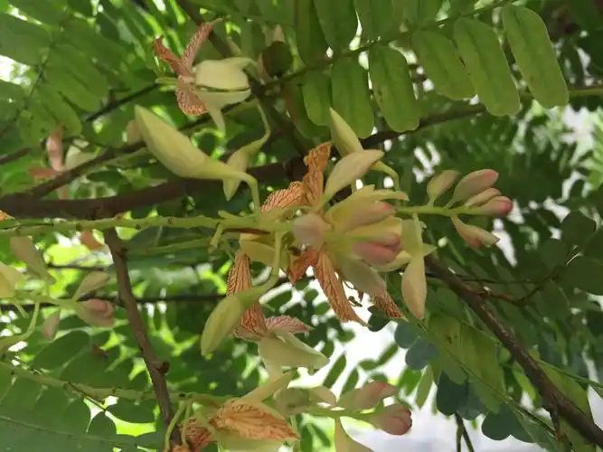 木质坚硬的酸枝树花朵也竟然是那么的美丽