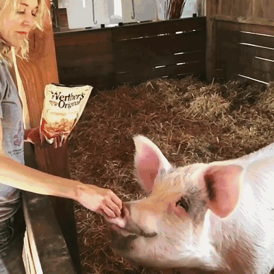 故事看不懂毕加索不可怕就怕猪也这样画