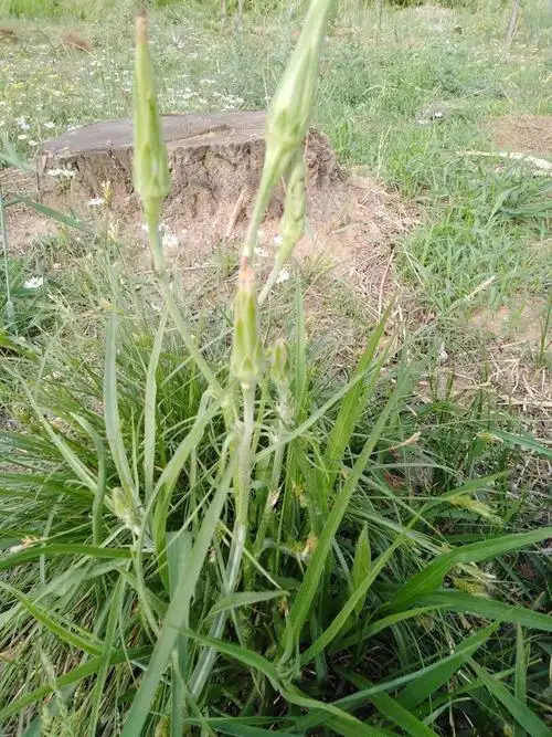 野麦草做不了大树.就做一棵小草,让绿色装点希望!