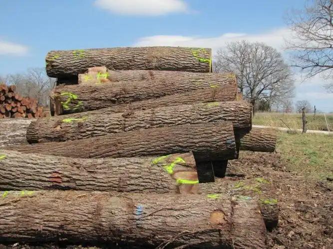锯材级原木, 胡桃木(美洲黑色)