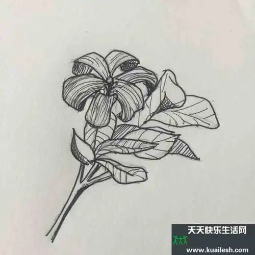 米兰的秘密花简笔画