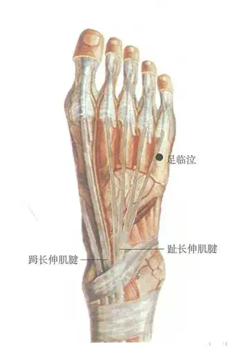 【海源经络逆龄】经络穴位之足临泣