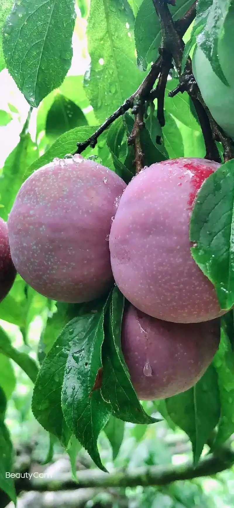 自家果园银妃三华李,果不酸,果皮带一点微酸,,削开果皮,你一 - 抖音