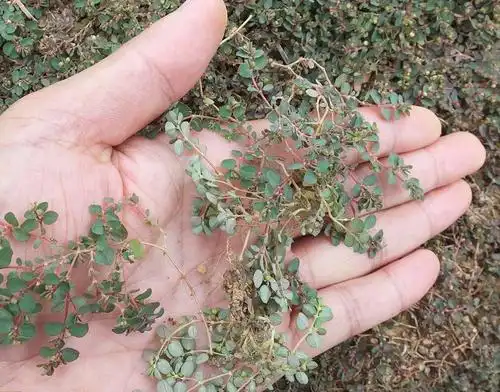 家乡1种野草叫蚂蚁草是1味难得的中药主治痔疮便血