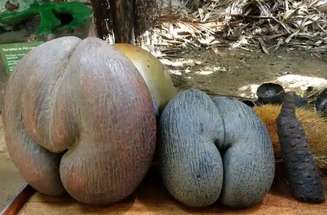 造型奇特的水果,看过三种以上的就算厉害,你想吃哪一种?