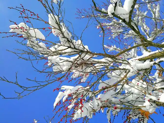 雪景梅花 蓝天白云下白雪皑皑