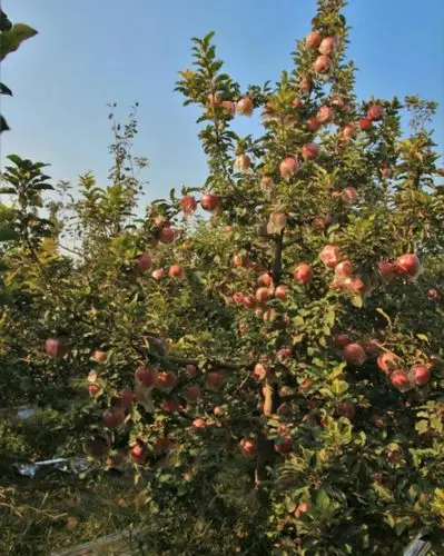 3元一斤,栗双玺香脆甜有机红富士开始采摘了!进大门东侧!