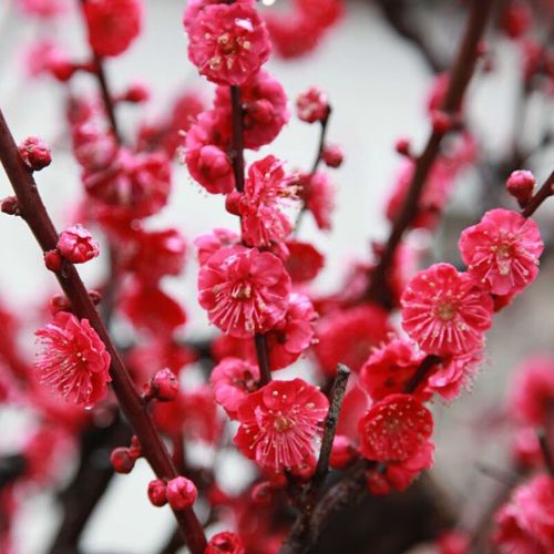 花卉植物腊梅室内外耐寒绿植盆景 提示:腊梅/珍珠梅/喷雪梅不在可备注