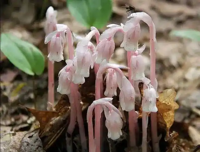 深山遇上罕有的幽冥之花不能移栽它唯有猛拍它