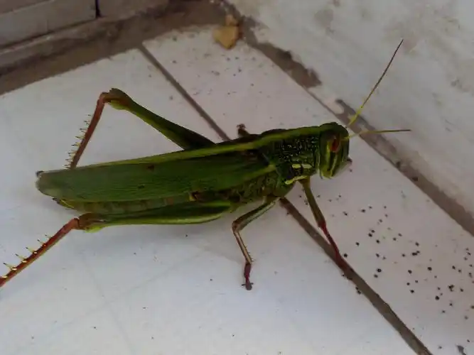 其它 昆虫 写美篇蝗虫 俗称"蚂蚱",属直翅目,包括蚱总科,蜢总科,蝗总