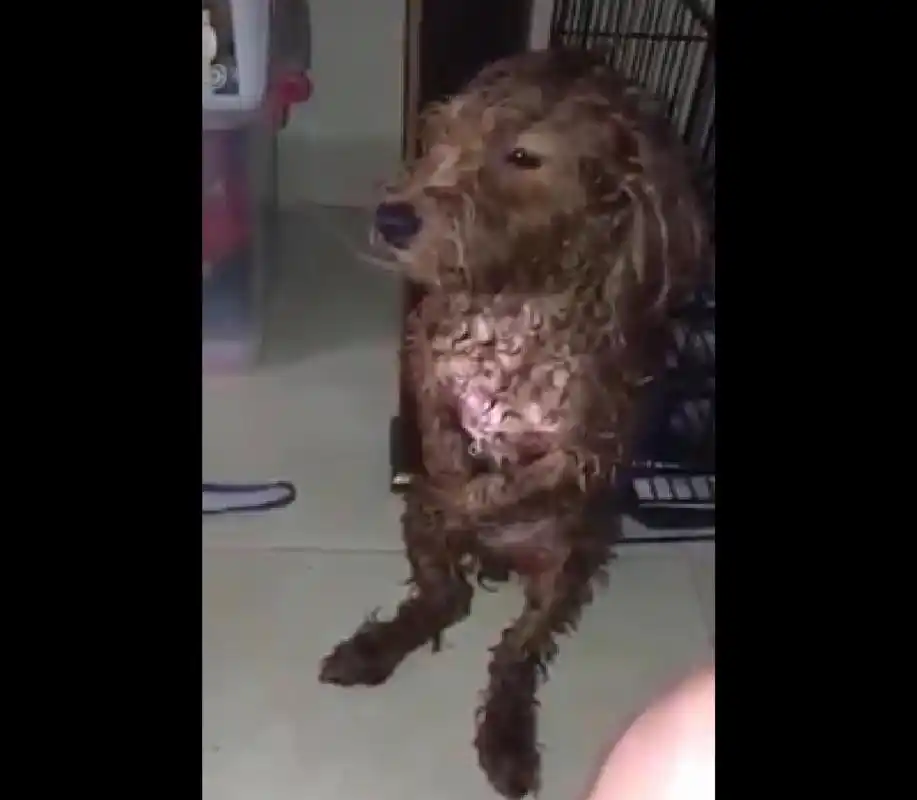 男子疯狂虐待泰迪小狗,露脸拍视频炫耀,手段残忍令人发指