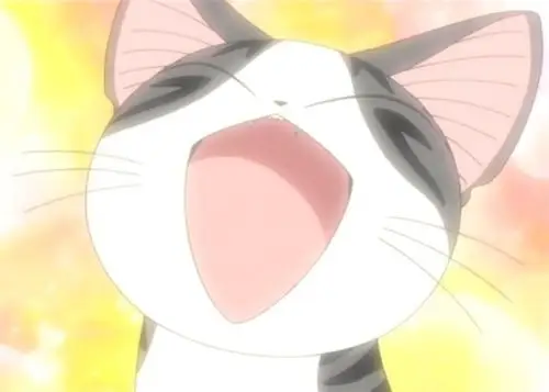 起司猫 - 堆糖,美图壁纸兴趣社区