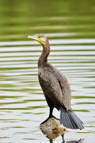 生死相依 一对鸬鹚鸟的爱情故事