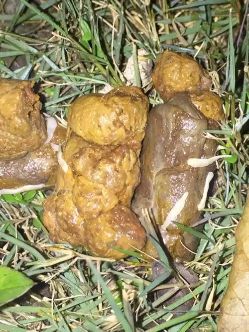 狗狗拉出白色虫子,谁能告诉我该怎么办?会不会传染给人?谢谢