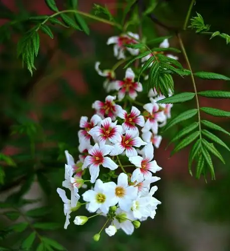 中国美一一园林绿化的珍贵资源文冠果树