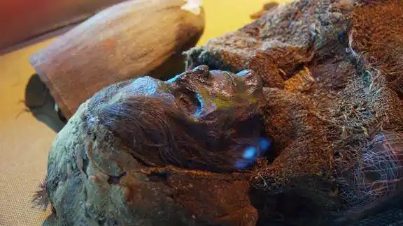 光绪死后有多惨坟墓临时建造墓中尸体被人扒光