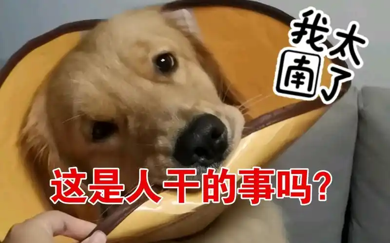 狗:这是人干的事吗?