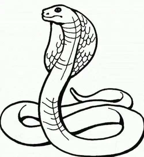 十二生肖蛇动物简笔画 蛇的简笔画 - 9252儿童网