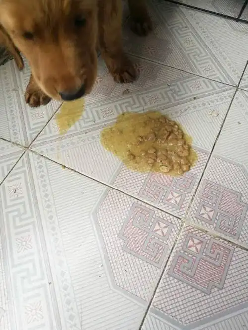 昨天中午狗狗第一次吐一半狗粮出来,喂的是干狗粮.泡过的不肯吃.