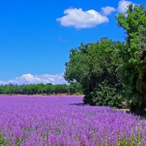 紫色薰衣草头像