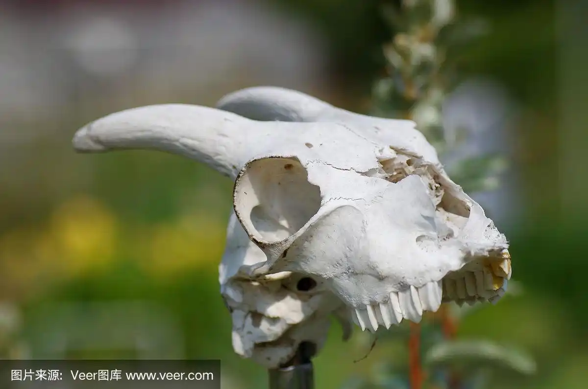 模糊背景上的山羊头骨