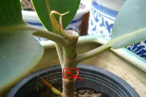 橡皮树怎么修剪造型 橡皮树的修剪方法(图)