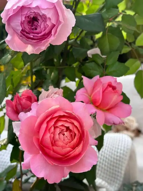 有红蜘蛛哦  21566 每日有4小时直射光照最优,月季是需要阳光滴