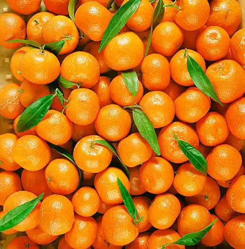 我不知道我家是怎样的人气爆棚,从桔子开始上市,我家就开始陆续收到