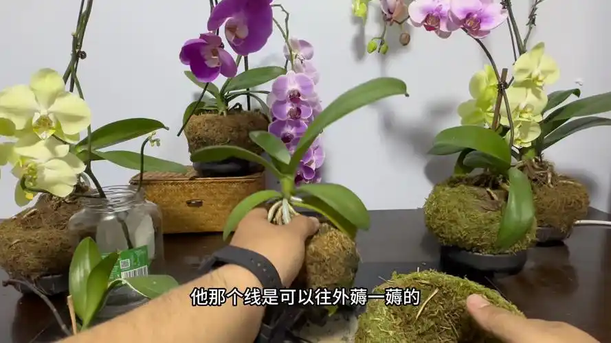 蝴蝶兰的种植方法(蝴蝶兰的养殖方法和浇水)